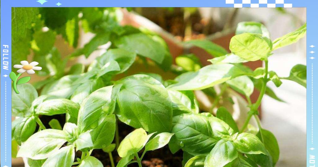 罗勒种植的秘诀和常见问题解答？