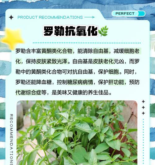 罗勒种植的秘诀和常见问题解答？