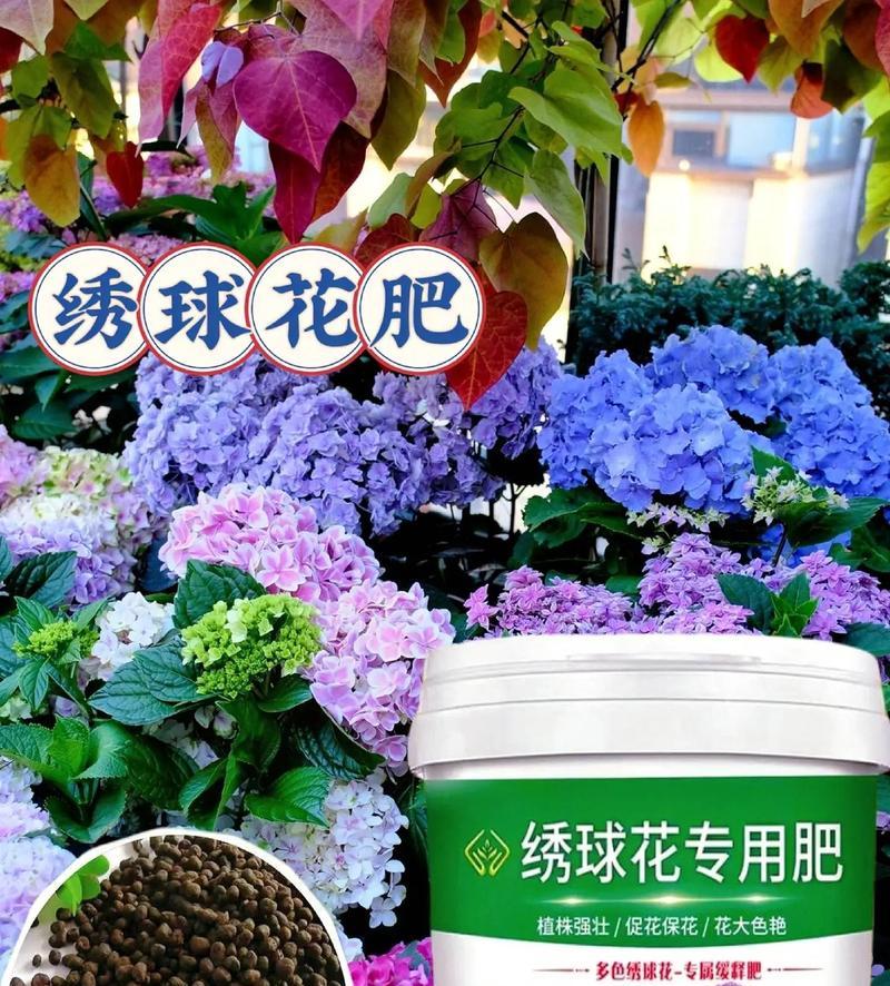 绣球花的正确养护方法是什么？