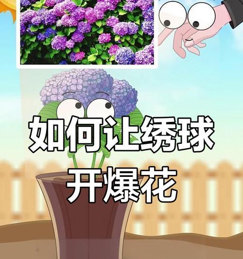 绣球花的正确养护方法是什么？