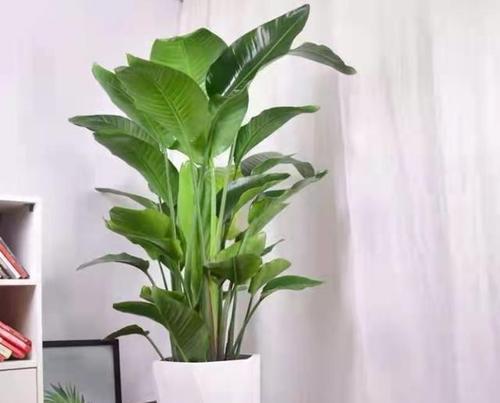仙掌有哪些品种？仙掌品种的选择和养护方法是什么？