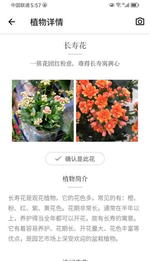 扶郎花的养殖方法和常见问题解答？