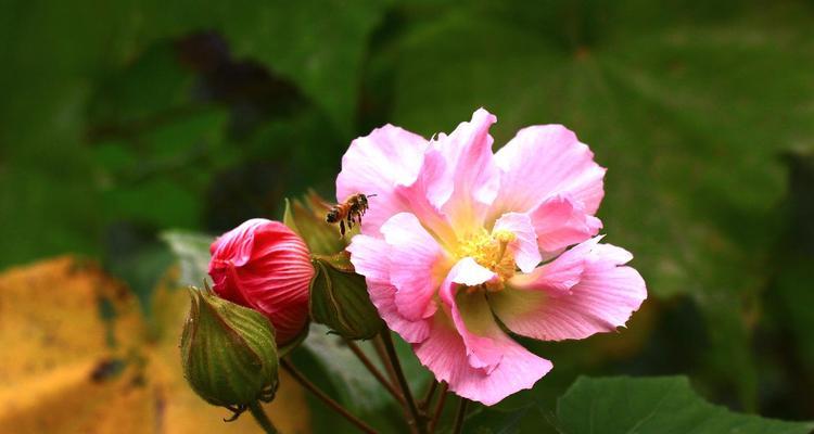 木芙蓉品种的特性是什么？木芙蓉品种有哪些？