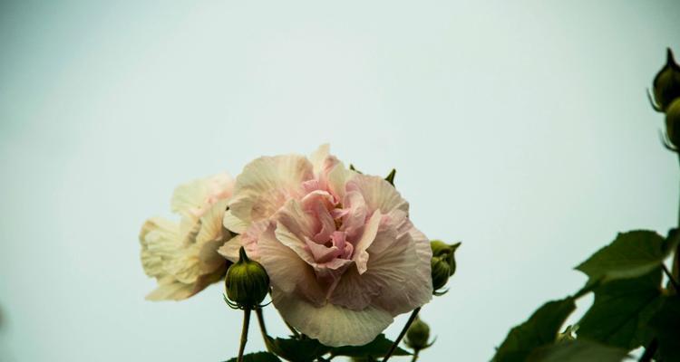 木芙蓉品种的特性是什么？木芙蓉品种有哪些？