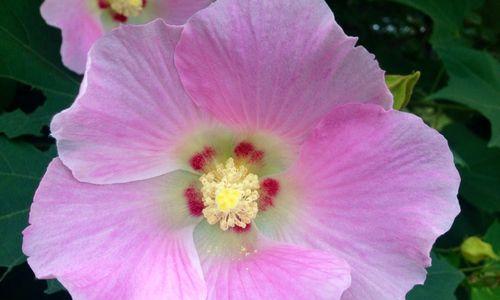 木芙蓉品种的特性是什么？木芙蓉品种有哪些？