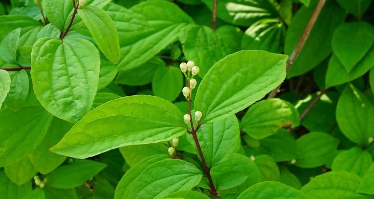 哪种绿植是梅花？