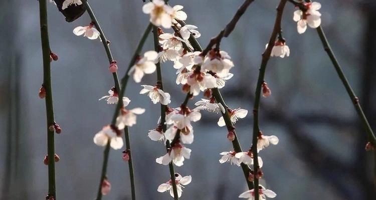 哪种绿植是梅花？