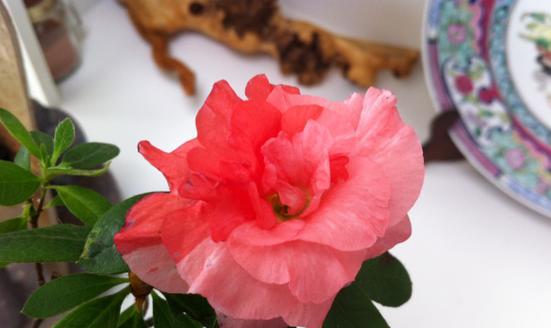 哪种绿植是梅花？