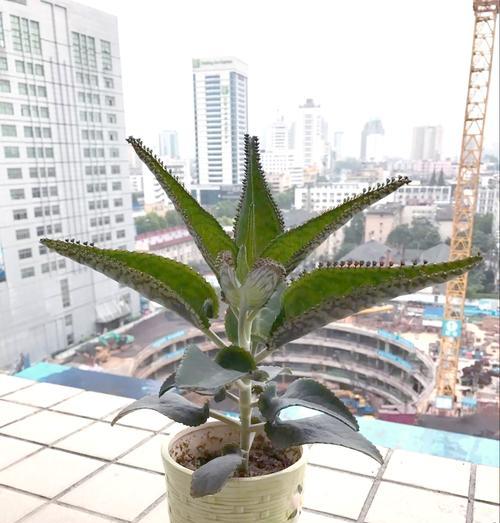 不死鸟怎么种植？有哪些注意事项？