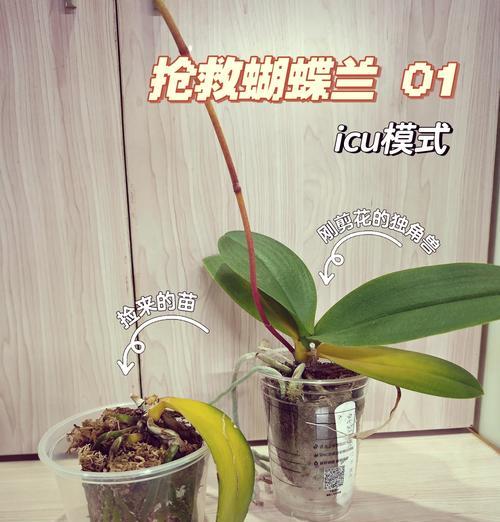 吊兰叶子发黄的原因是什么？如何有效解决？