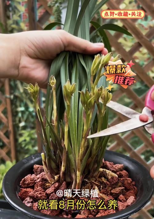 兰草花的养殖方法和常见问题？