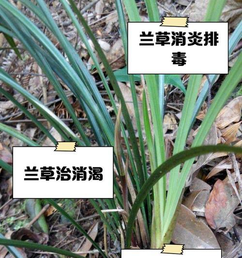 兰草花的养殖方法和常见问题？
