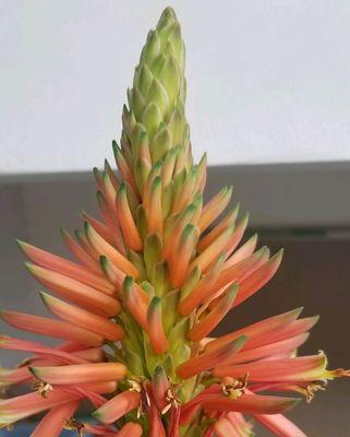 芦荟的花是什么样子的？芦荟开花有什么特点？