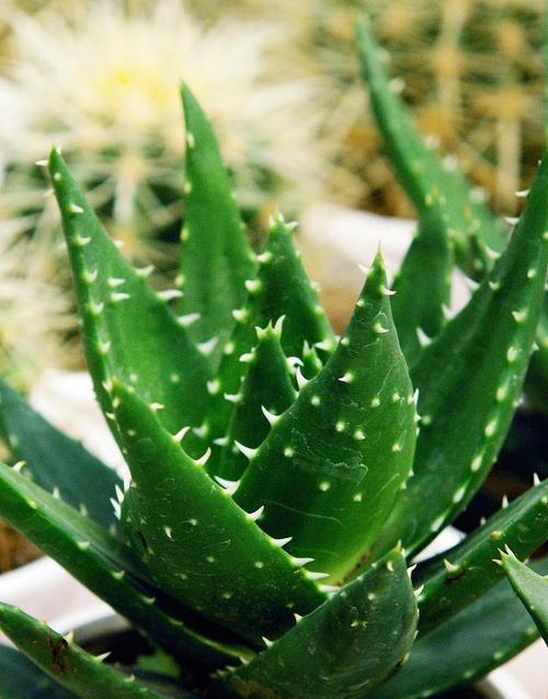 芦荟的花是什么样子的？芦荟开花有什么特点？