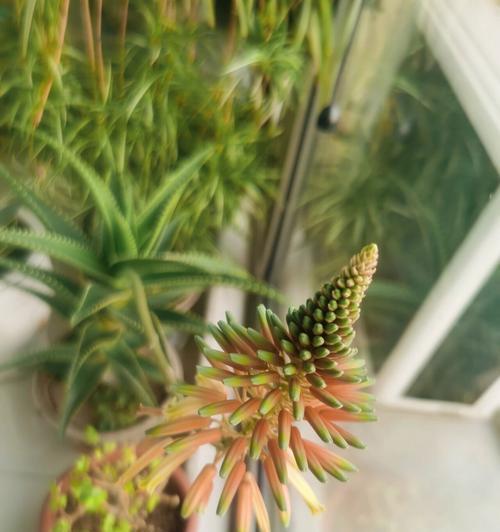 芦荟的花是什么样子的？芦荟开花有什么特点？
