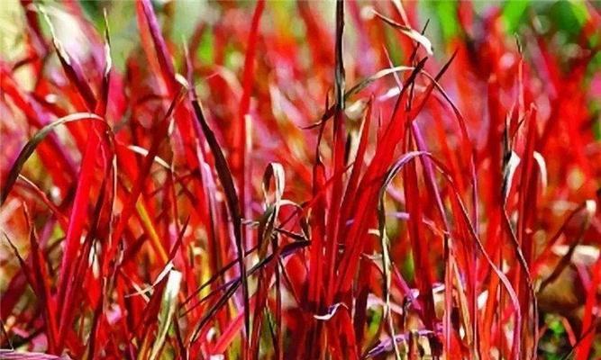宿根草花有哪些品种？特点是什么？