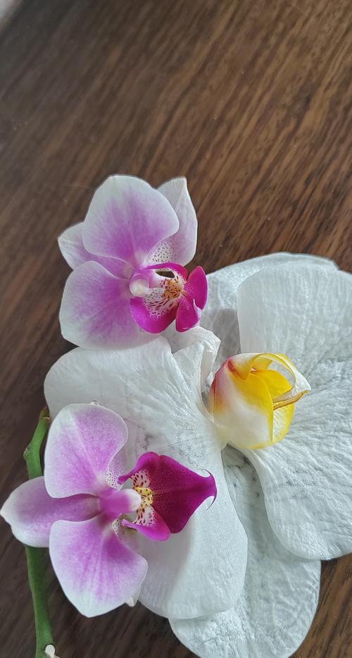 蝴蝶兰开完花后的正确处理方法是什么？