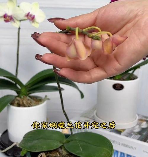 蝴蝶兰开完花后的正确处理方法是什么？