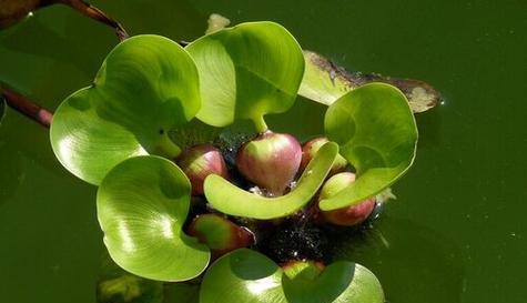 水葫芦的正确养殖方法？如何防止水葫芦过度生长？