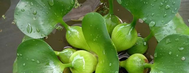 水葫芦的正确养殖方法？如何防止水葫芦过度生长？