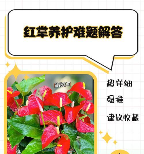 红掌叶子发黄是什么原因？如何进行救治？