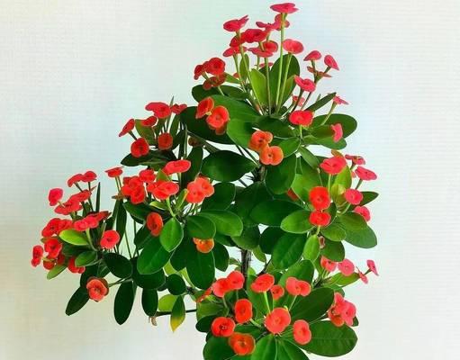 虎刺梅有哪些品种？虎刺梅品种的养护方法是什么？