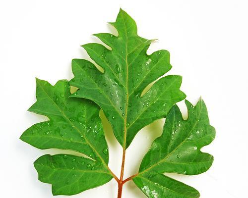 植物的种与品种有何区别？如何区分植物的种和品种？