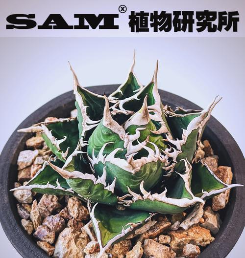 龙舌兰品种有哪些？龙舌兰的种植技巧是什么？