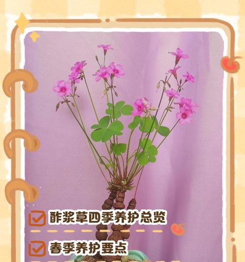 酢浆草种植方法有哪些？