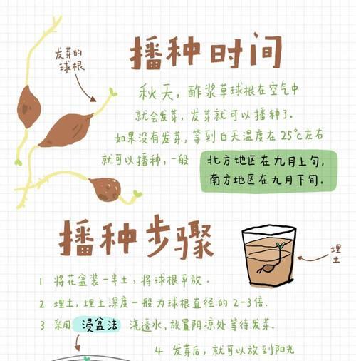 酢浆草种植方法有哪些？