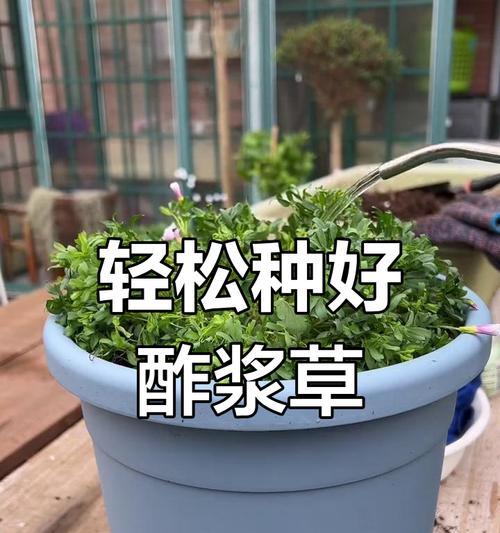 酢浆草种植方法有哪些？