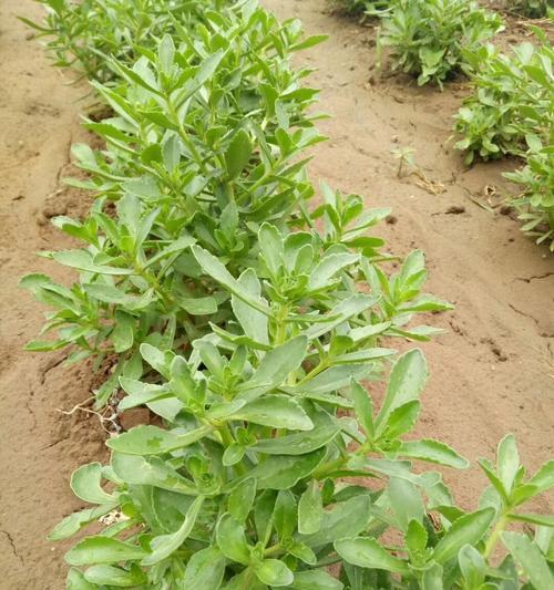 费菜怎么种？费菜的种植方法和注意事项是什么？