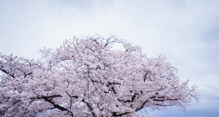 樱花树品种有哪些？如何选择适合的樱花树？