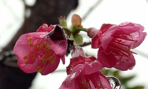 樱花树品种有哪些？如何选择适合的樱花树？