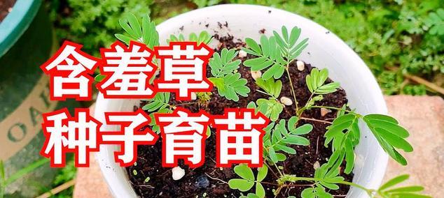金丝荷种植技巧有哪些？如何进行繁殖？