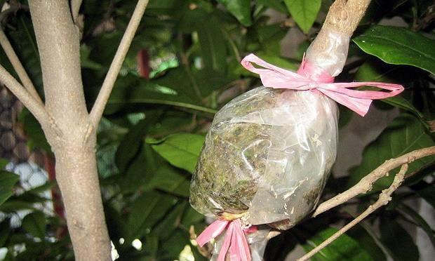 金丝荷种植技巧有哪些？如何进行繁殖？