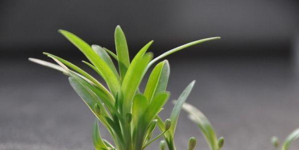 金丝荷种植技巧有哪些？如何进行繁殖？