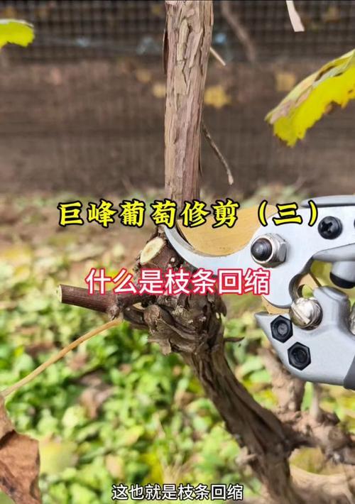 浙江葡萄修剪枝条全攻略：培育丰收佳果