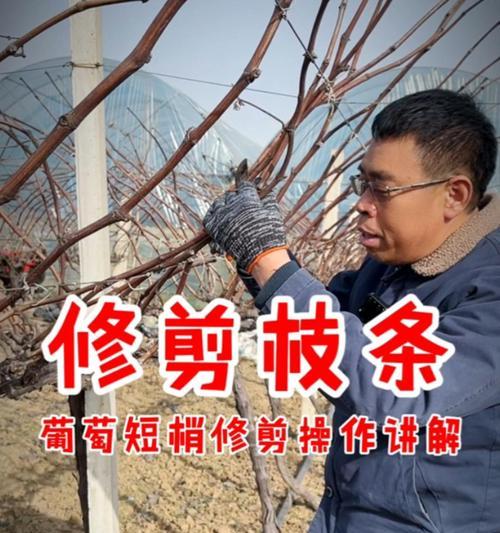 浙江葡萄修剪枝条全攻略：培育丰收佳果