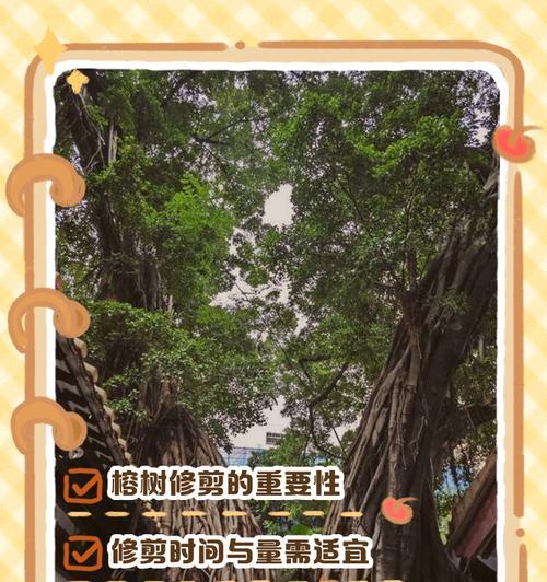 高杆榕树修剪枝条的详细指南