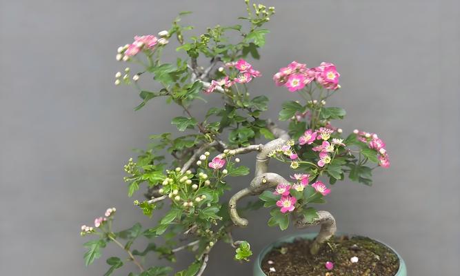 山楂树种植技巧：从选种到管理的全面指南