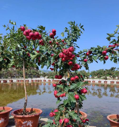 山楂树种植技巧：从选种到管理的全面指南