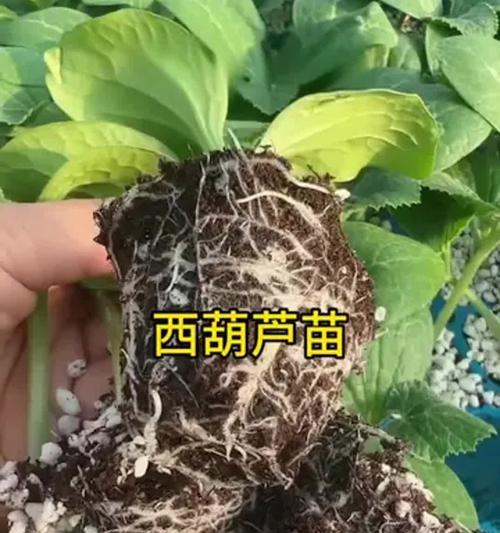 角瓜丝的种植方法——从播种到收获的全过程