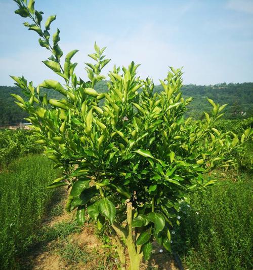 柑橘没花怎么修剪枝条：专业修剪指南
