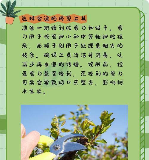柑橘没花怎么修剪枝条：专业修剪指南