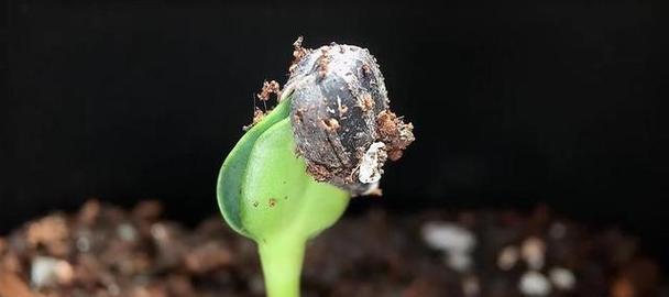 冬瓜育苗催芽是如何操作的？