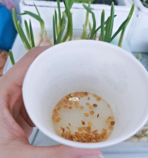 冬瓜育苗催芽是如何操作的？
