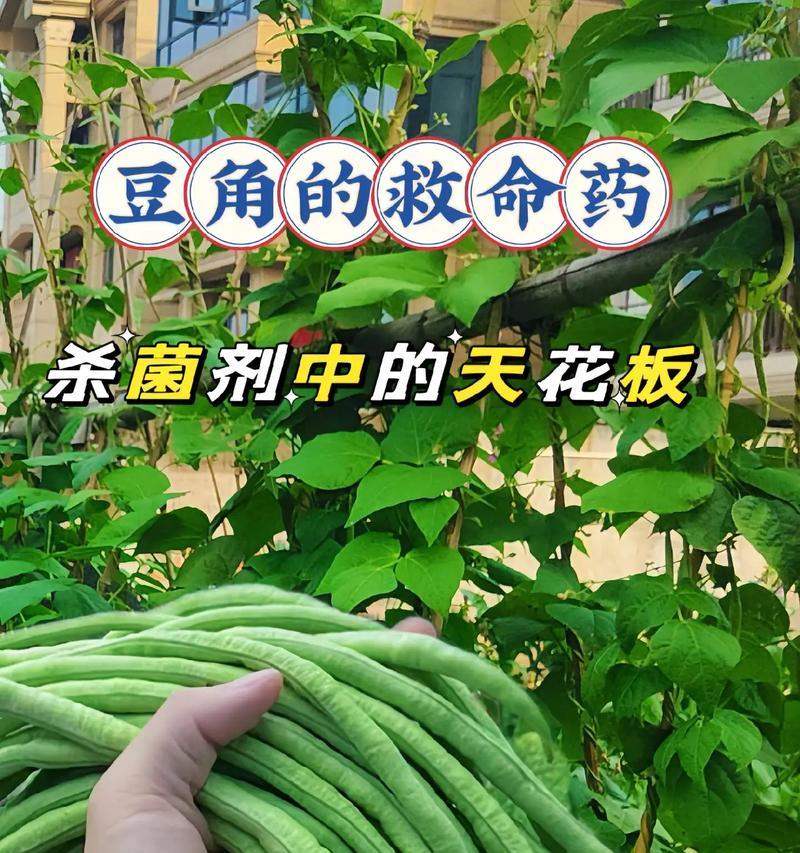 豆角催苗的科学方法：催芽技巧大揭秘