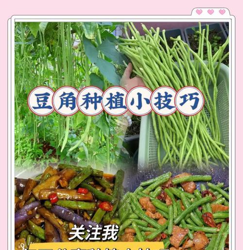 豆角催苗的科学方法：催芽技巧大揭秘