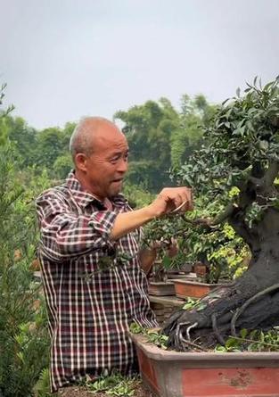 大树型怎么修剪枝条